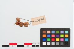 Foto von Bernsteinperle (NHMW-PRAE-023914)